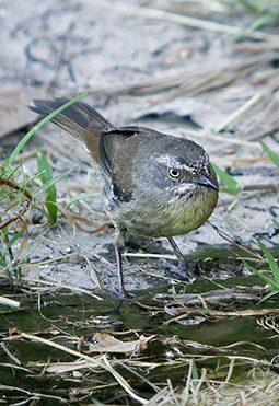White-browed Scrubwren at the edge of one of the ponds of Redman Bluff Wetlands at Grampians Paradise Camping and Caravan Parkland